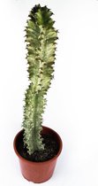 Euphorbia Ingens Variegata  60+ cm  Zeldzame Cactus