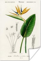 Poster Plant - Vintage - Blad - 120x180 cm XXL
