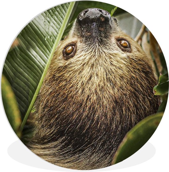 WallCircle - Wall Circle - Wall Circle Indoor - Paresseux - Feuilles - Animal - 140x140 cm - Décoration murale - Peintures Ronds