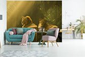 Behang - Fotobehang Leeuwen - Jungle - Zon - Breedte 400 cm x hoogte 300 cm