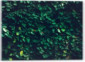 Acrylglas - Muur van Groene Bladeren - 40x30 cm Foto op Acrylglas (Met Ophangsysteem)