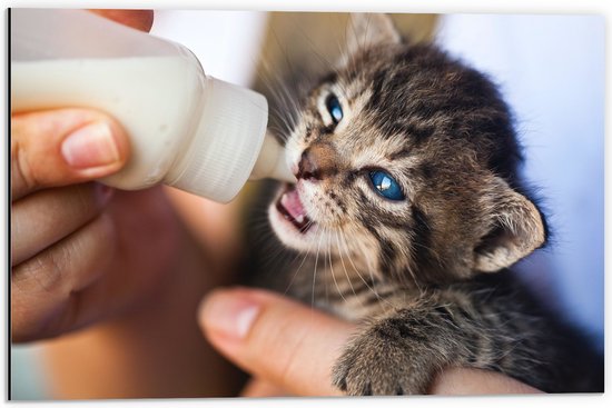 Dibond - Kitten Drinkend uit Melkfles met Blauwe Ogen - 60x40 cm Foto op Aluminium (Wanddecoratie van metaal)