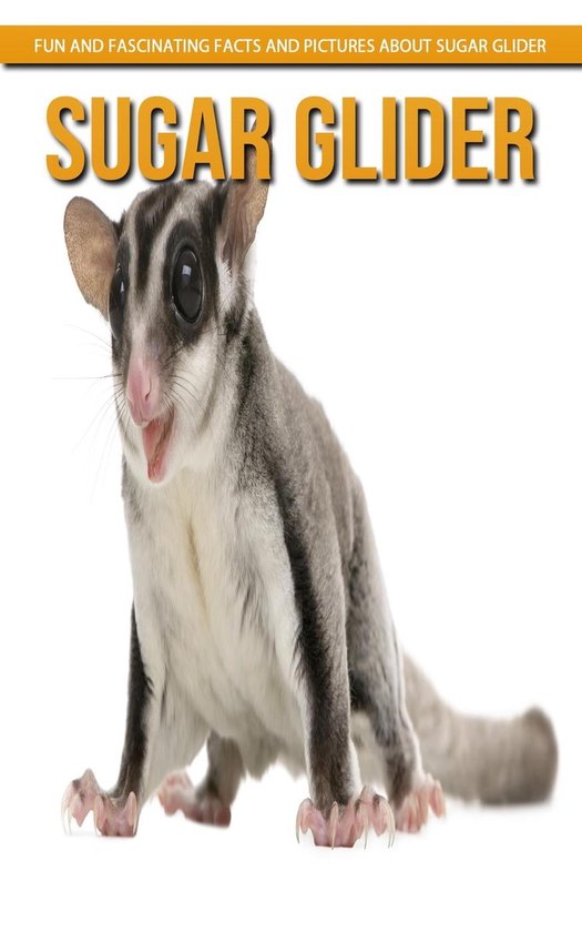 Sugar Glider Fun and Fascinating Facts and Pictures About Sugar