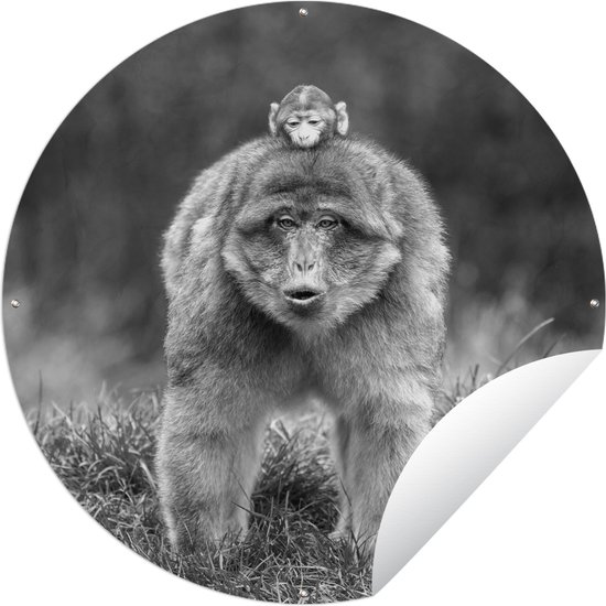 Tuincirkel Een aap met een baby aap op zijn rug - zwart wit - 90x90 cm - Ronde Tuinposter - Buiten