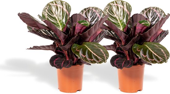 Schaduwplant duo - 2x Calathea Dottie - 40cm hoog, ø14cm - Kamerplant - Schaduwplant - Luchtreinigend