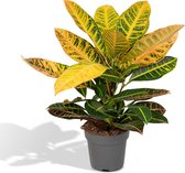 Hello Plants Codiaeum Petra Croton - Ø 17 cm - Hoogte: 45 cm - Wonderstruik