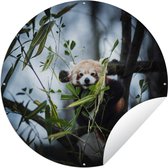 Tuincirkel Panda - Planten - Takken - 150x150 cm - Ronde Tuinposter - Buiten