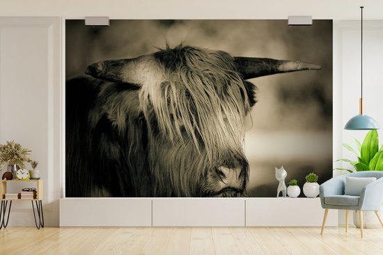 Papier peint - Papier peint photo Scottish Highlander - Animaux - Cheveux - Largeur 525 cm x hauteur 350 cm
