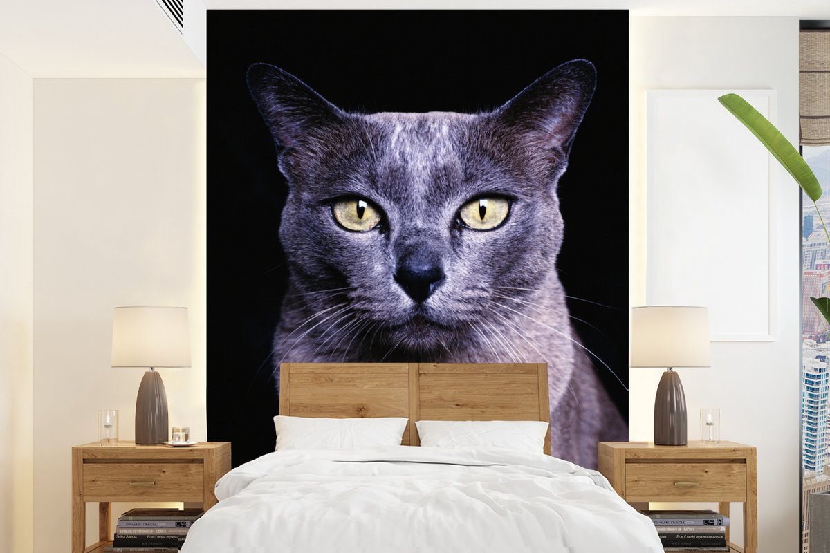 Behang - Fotobehang Grijs-blauwe Burmees kat op een zwarte achtergrond - Breedte 160 cm x hoogte 220 cm