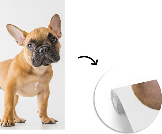 Behang - Fotobehang Franse Bulldog - Bruin - Wit - Breedte 120 cm x hoogte 240 cm