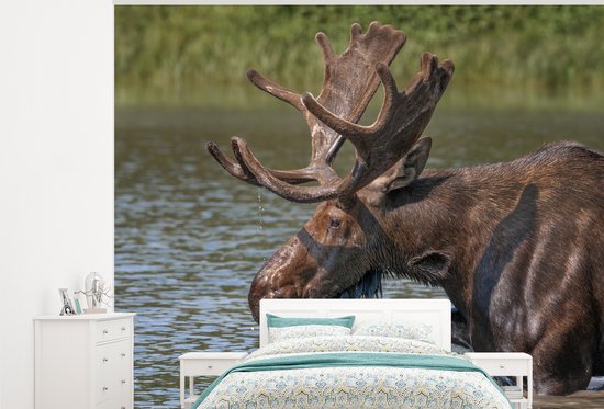 Papier Peint - Papier Papier peint photo - Orignal couché dans l'eau - Largeur 375 cm x Hauteur 300 cm