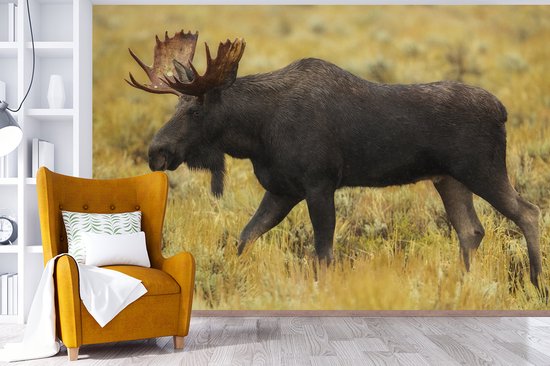 Papier peint photo peint vinyle - Elk dans le parc national largeur 390 cm x hauteur 260 cm - Tirage photo sur papier peint (disponible en 7 tailles)