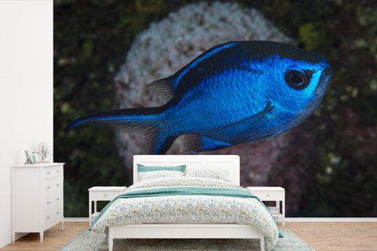 Papier peint Papier peint photo en vinyle - Poisson bleu largeur 420 cm x hauteur 280 cm - Tirage photo sur papier peint (disponible en 7 tailles) / Mer et plage