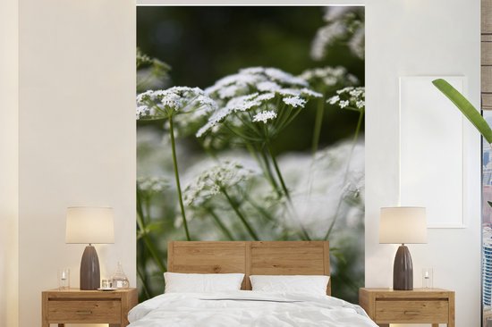 Gros plan de persil de vache 195x300 cm