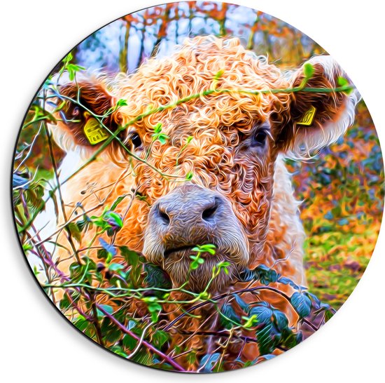 Dibond Muurcirkel - Schotse Hooglander met Krullen tussen Takken - 40x40 cm Foto op Aluminium Muurcirkel (met ophangsysteem)