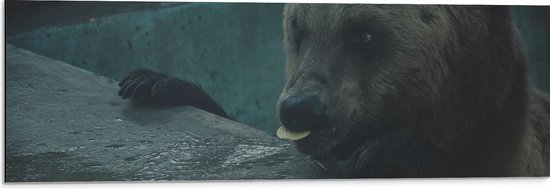 WallClassics - Dibond - Etende Grizzlybeer - 90x30 cm Foto op Aluminium (Wanddecoratie van metaal)