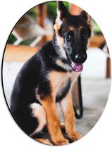 WallClassics - Dibond Ovaal - Onschuldige Herder Puppy - 30x40 cm Foto op Ovaal (Met Ophangsysteem)