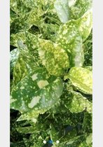 Aucuba japonica 'Crotonifolia'- Geelbonte Aucuba 30 - 40 cm in pot