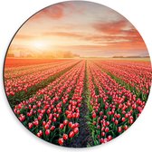 Dibond Muurcirkel - Rijen Roodkleurige Tulpen in Bloemenveld in Nederland - 30x30 cm Foto op Aluminium Muurcirkel (met ophangsysteem)