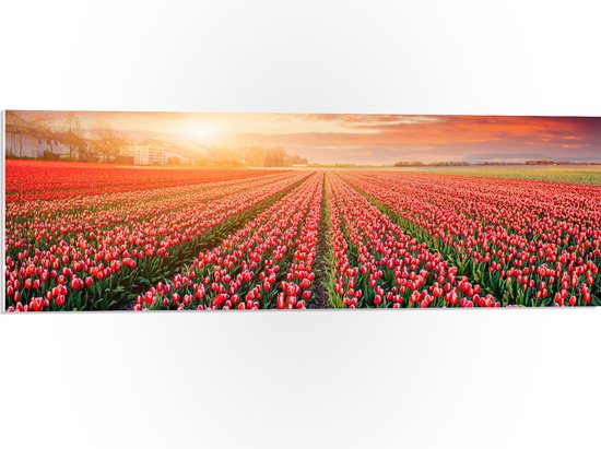 PVC Schuimplaat - Rijen Roodkleurige Tulpen in Bloemenveld in Nederland - 90x30 cm Foto op PVC Schuimplaat (Met Ophangsysteem)