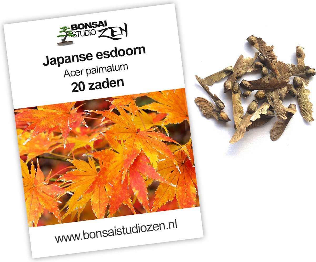 Japanse esdoorn - Acer palmatum - 20 zaden