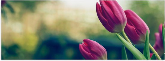 WallClassics - Poster Glanzend – Zijaanzicht van Roze Tulpen in Groene Omgeving - 90x30 cm Foto op Posterpapier met Glanzende Afwerking