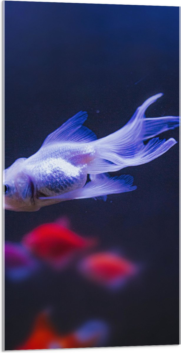 Acrylglas - Mooie Witte Vis in het Aquarium - 50x100 cm Foto op Acrylglas (Met Ophangsysteem)