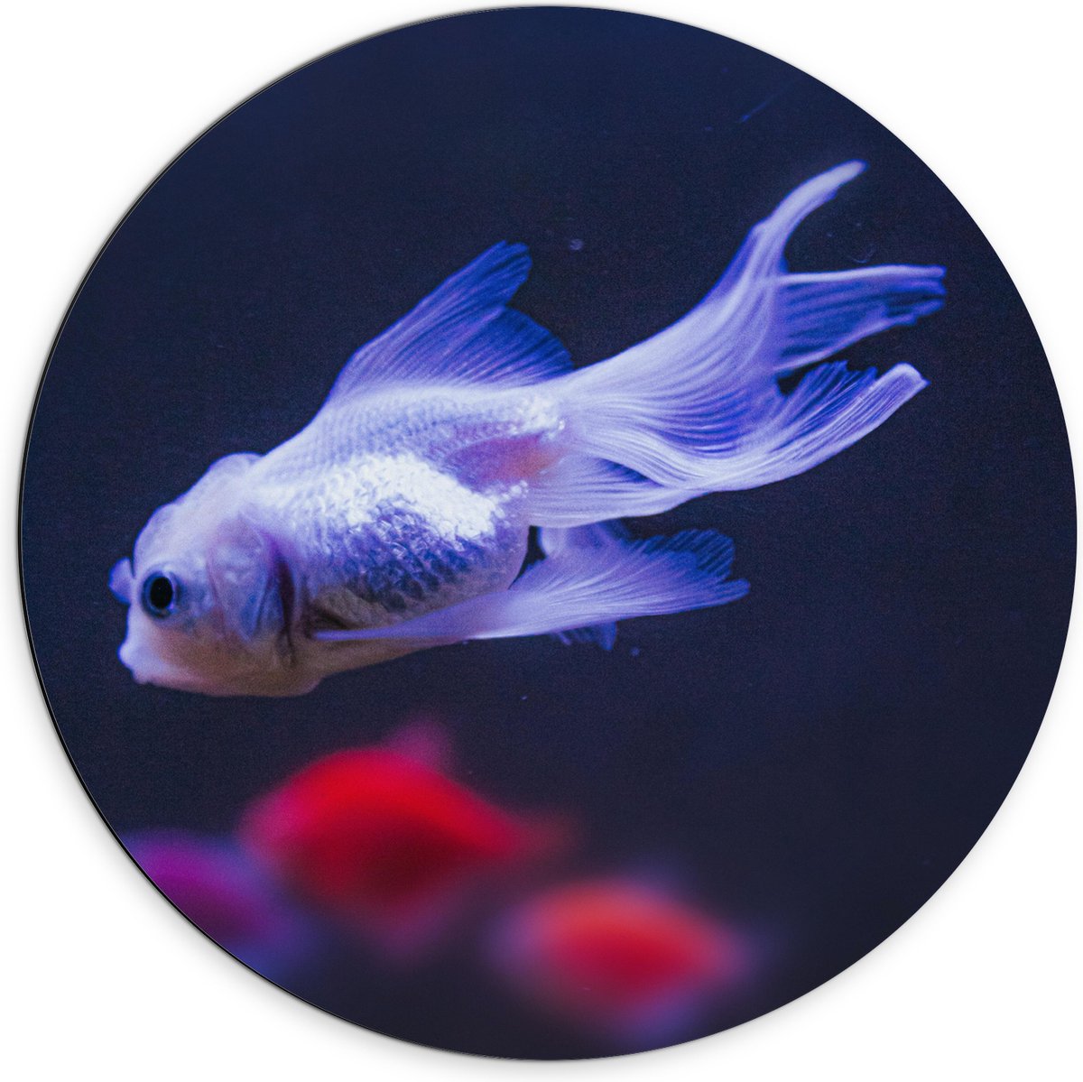 Dibond Muurcirkel - Mooie Witte Vis in het Aquarium - 70x70 cm Foto op Aluminium Muurcirkel (met ophangsysteem)