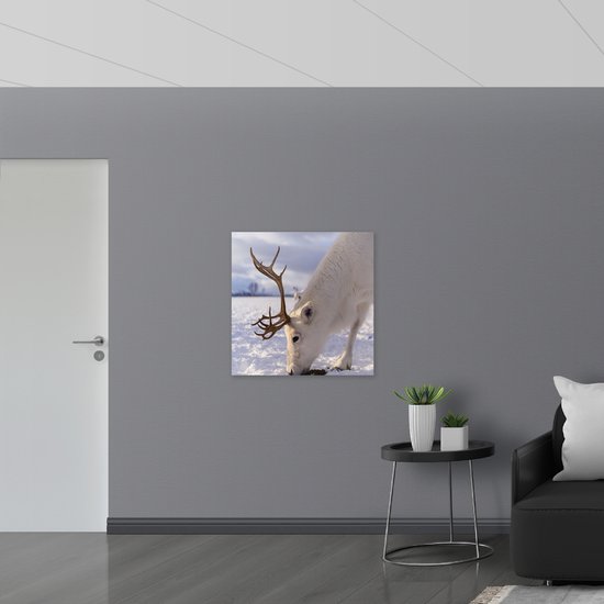 WallClassics - Acrylglas - Grazend Wit Hert in de Sneeuw - 80x80 cm Foto op Acrylglas (Wanddecoratie op Acrylaat)