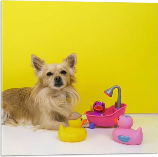 WallClassics - Acrylglas - Chihuahua met Roze Badkuip en Eendjes tegen Gele Achtergrond - 50x50 cm Foto op Acrylglas (Met Ophangsysteem)
