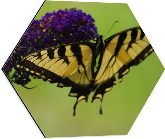 WallClassics - Dibond Hexagon - Gele Vlinder op Paarse Narcis Bloem - 50x43.5 cm Foto op Hexagon (Met Ophangsysteem)