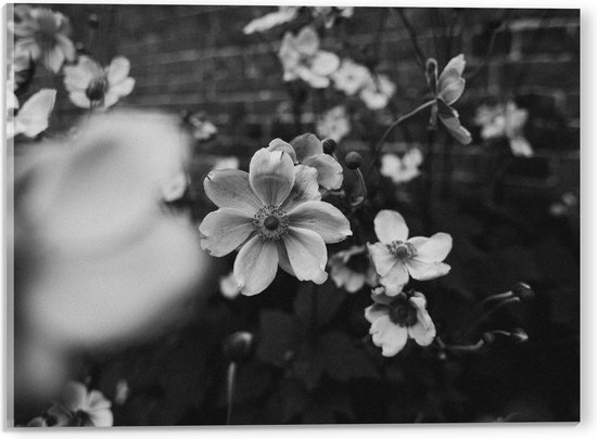 Acrylglas - Bloemen in het Zwart-Wit - 40x30 cm Foto op Acrylglas (Met Ophangsysteem)