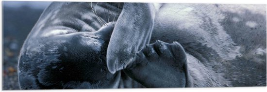 WallClassics - Acrylglas - Beschaamde Zeehond - 120x40 cm Foto op Acrylglas (Met Ophangsysteem)