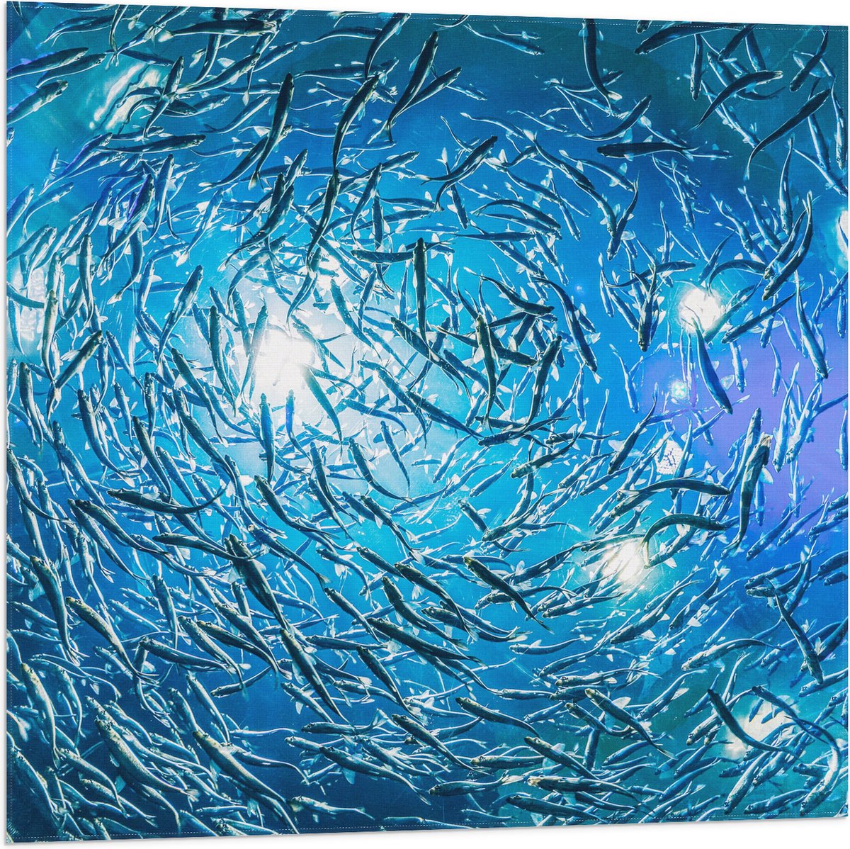 Vlag - School Vissen in een Groot Aquarium - 80x80 cm Foto op Polyester Vlag