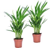 Plant in a Box - Dypsis Lutescens - Set van 2 - Areca - Goudpalm - Luchtzuiverende groene kamerplant - Pot 12cm - Hoogte 30-45cm