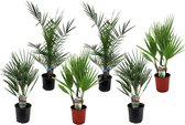 Plant in a Box - Buiten Palmbomen Mix - Mix van 3 planten - Pot 15cm - Hoogte 50-70cm