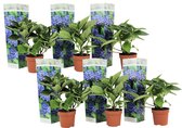 Plant in a Box - Hydrangea macrophylla Blauw - Set van 6 - Hortensiaroos - Pot 9cm - Hoogte 25-40cm
