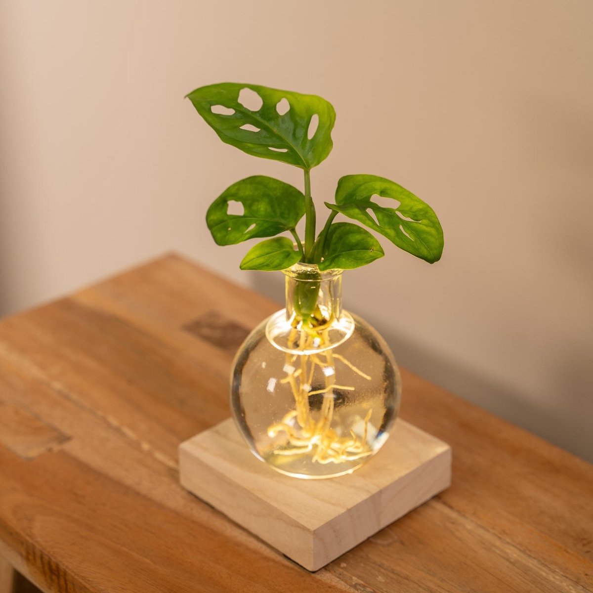 Monstera in Samoa glas met LED verlichting 10cm ø4