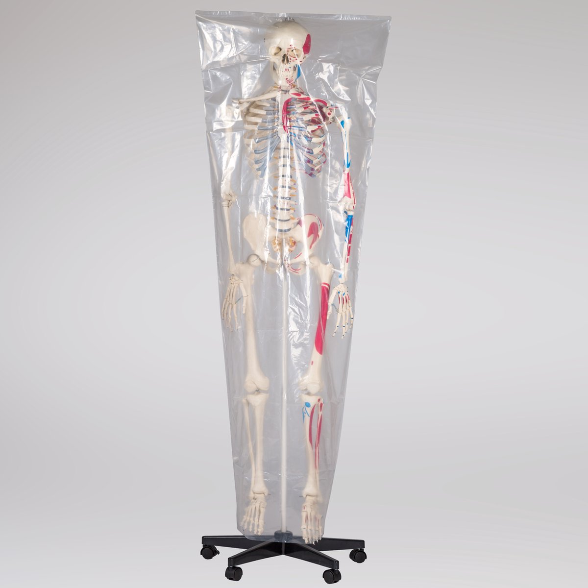 physa Maquette du squelette humain - grandeur nature - Maquette - Achat &  prix