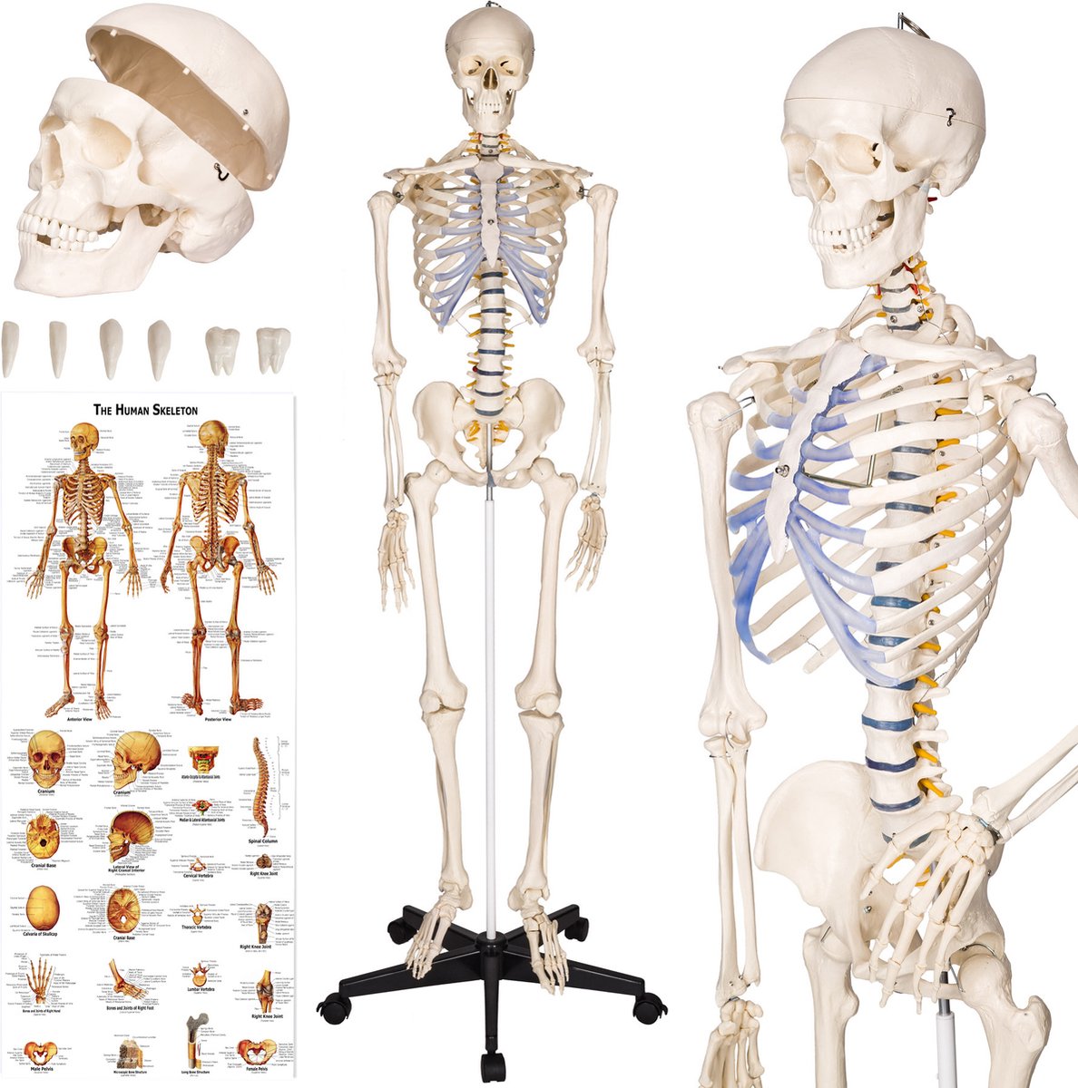 Ongunstig rotatie inflatie tectake - Anatomie skelet medisch model op staander - spier- en  botmarkering - 181cm -... | bol.com