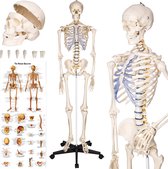 tectake® - Anatomie skelet - medisch model op staander - spier- en botmarkering - incl. poster met spieren en botten - 181cm - 400502