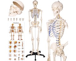 tectake® Anatomie Skelet - 181cm - Levensgroot Medisch Model op Staandaard met Wielen - Beweegbaar - Afneembare Onderdelen - incl. Poster met Spieren en Botten