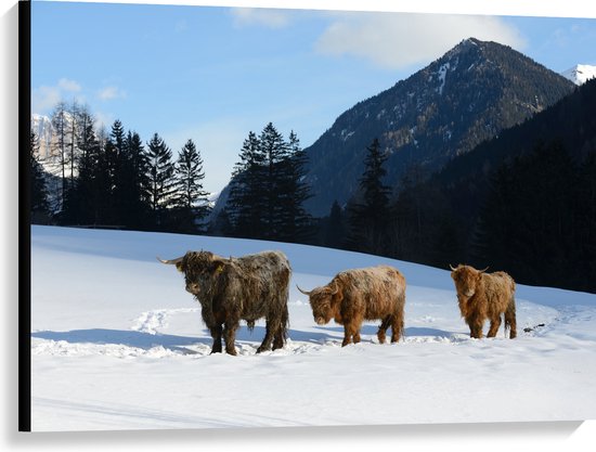 Canvas - Drie Schotse Hooglanders in Sneeuw Landschap bij Bergen - 100x75 cm Foto op Canvas Schilderij (Wanddecoratie op Canvas)