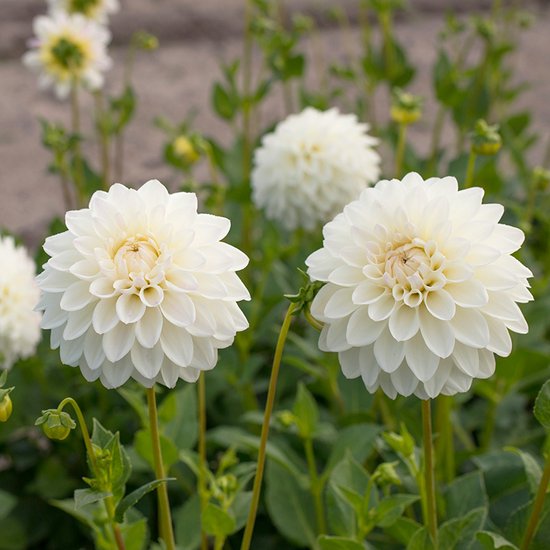Licht Rose Bloemslinger 200cm te bestellen bij