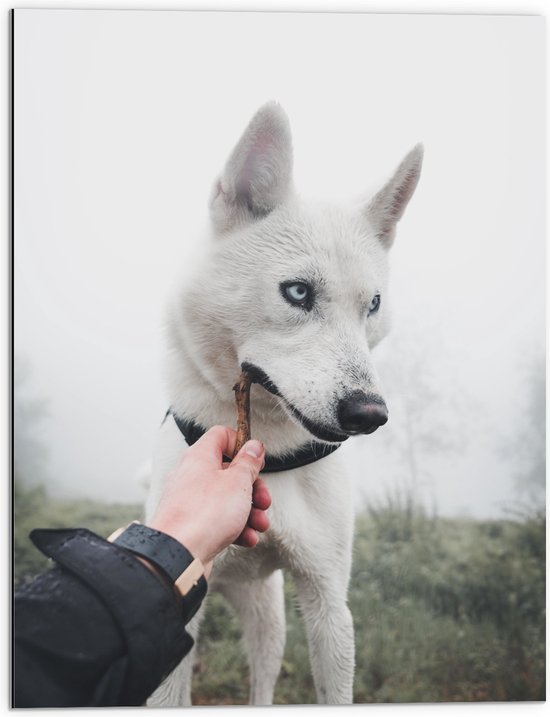 WallClassics - Dibond - Witte Husky Hond Bijtend op een Takje - 60x80 cm Foto op Aluminium (Met Ophangsysteem)