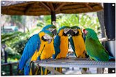 Tuinposter – Vijf Papegaaien bij Elkaar onder Rieten Parasol - 105x70 cm Foto op Tuinposter (wanddecoratie voor buiten en binnen)