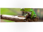 PVC Schuimplaat- Groene Kikker Zittend op Tak - 90x30 cm Foto op PVC Schuimplaat