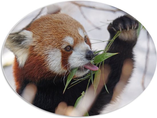 WallClassics - PVC Schuimplaat Ovaal - Kleine Panda Etend aan Blaadje - 108x81 cm Foto op Ovaal  (Met Ophangsysteem)