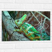 WallClassics - Muursticker - Jemenkameleon  in de Natuur - 60x40 cm Foto op Muursticker