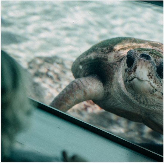 WallClassics - Poster (Mat) - Grote Schildpad achter Glas in Aquarium - 80x80 cm Foto op Posterpapier met een Matte look